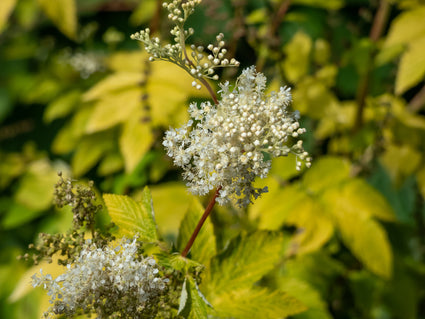 Moerasspirea - Filipendula ulmaria 'Aurea' in bloei