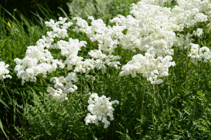 Moerasspirea - Filipendula ulmaria 'Plena'