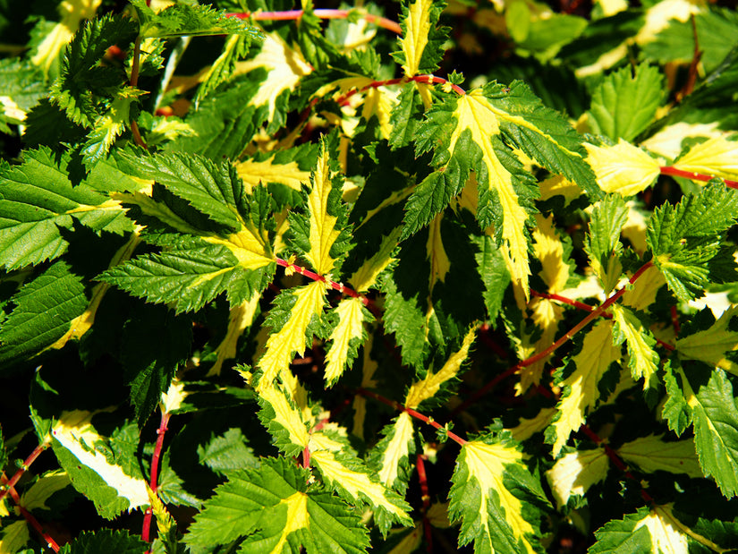 Bonte blad van de Filipendula ulmaria 'Variegata'