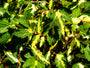 Bonte blad van de Filipendula ulmaria 'Variegata'