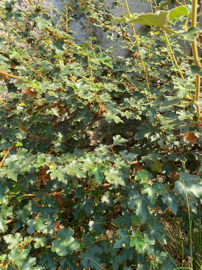 Flanelstruik - Fremontodendron californicum