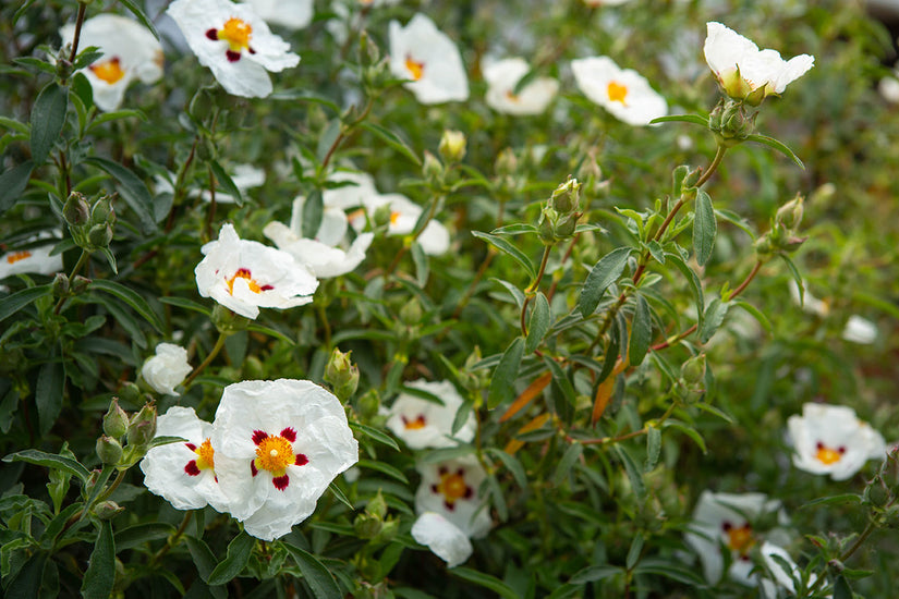 Rotsroos - Cistus x florentinus in bloei