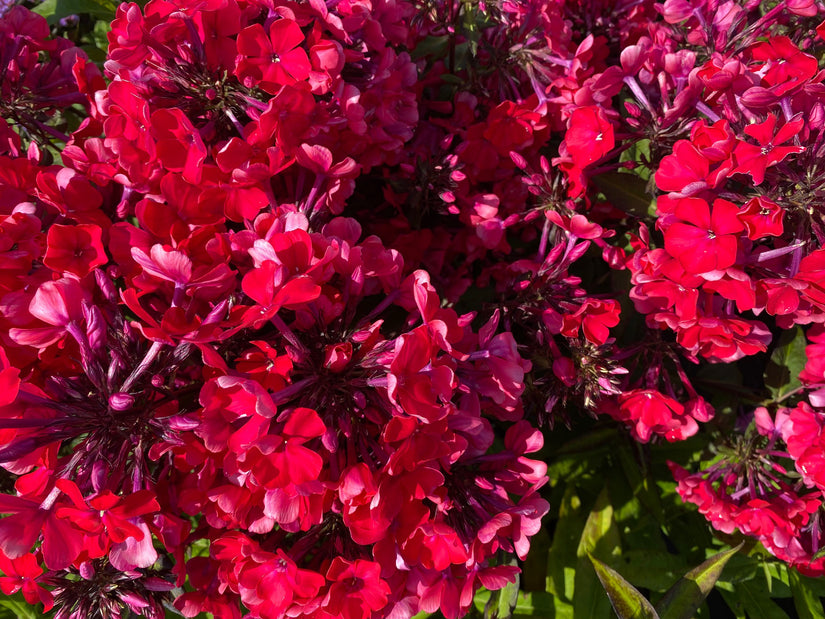 Bloemen Flox - Phlox 'Starfire'