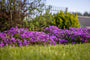 Flox - Phlox 'Atropurpurea' in bloei