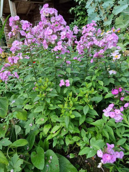 Flox - Phlox 'Lilac Time'