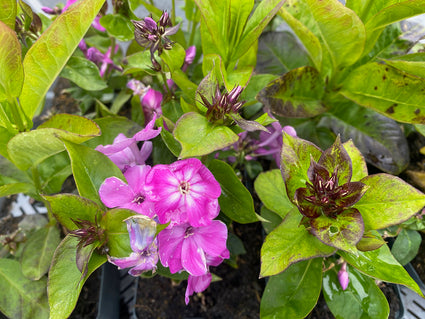 Flox - Phlox paniculata 'Famous Purple'