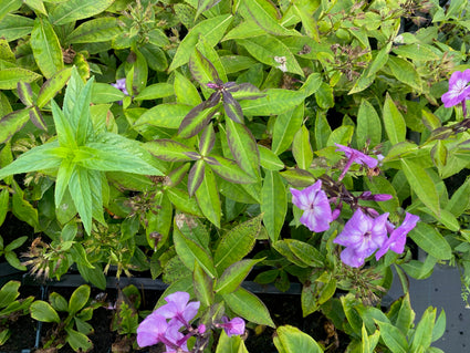 Flox - Phlox paniculata 'Laura'