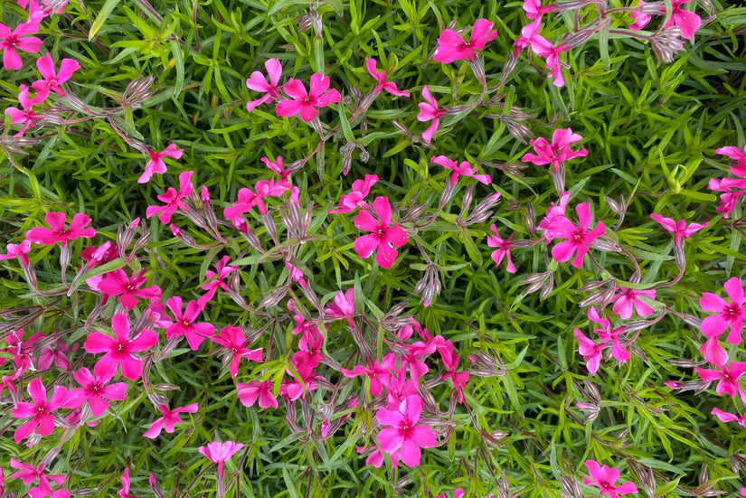 Phlox 'Atropurpurea' groeit bodembedekkend