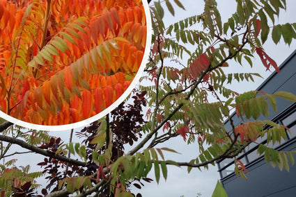 Fluweelboom - Rhus typhina 'Dissecta'