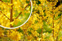 Chinees klokje - Forsythia x intermedia 'Lynwood' in bloei