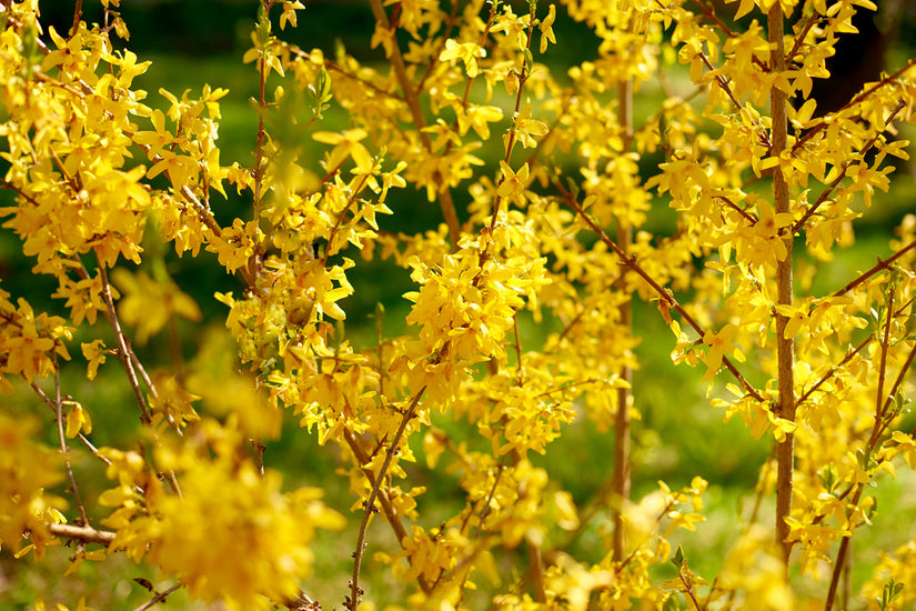 Heester Chinees klokje Forsythia x intermedia 'Lynwood'