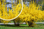 Chinees klokje Forsythia x intermedia 'Spectabilis' met detail