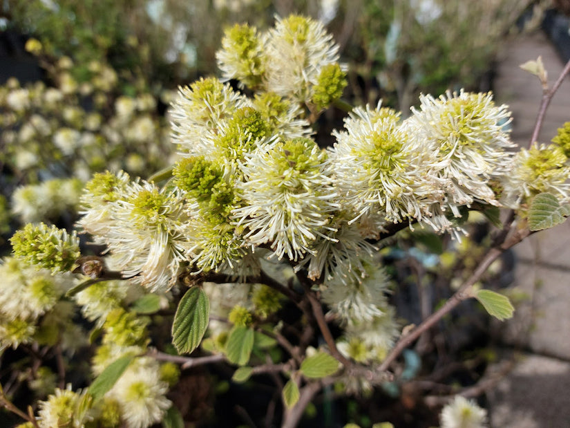 Lamperpoetserstruik - Fothergilla major in bloei