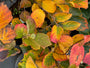 Herfstblad Fothergilla major