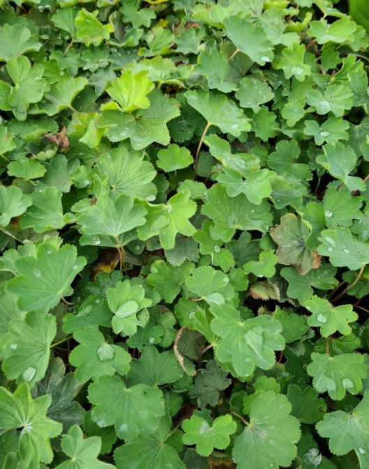 Blad Fraaie Vrouwenmantel - Alchemilla mollis