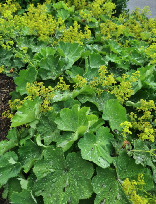 Fraaie Vrouwenmantel - Alchemilla mollis 