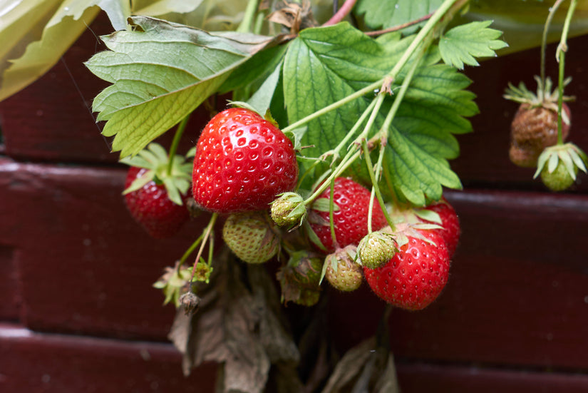 Fragaria x ananassa 'Ostara'