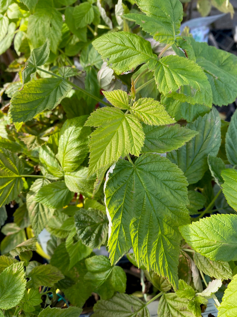 Framboos - Rubus idaeus 'Tulamagic'