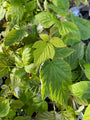 Framboos - Rubus idaeus 'Tulamagic'