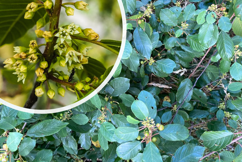 Sporkehout - Frangula alnus - detail - bloei