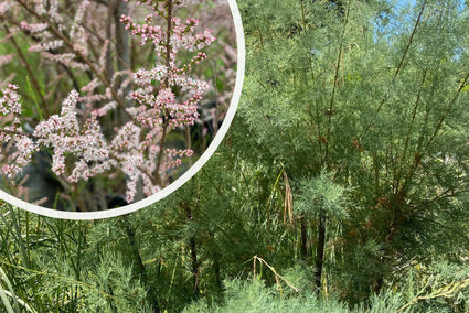 Franse tamarisk - Tamarix gallica bloei