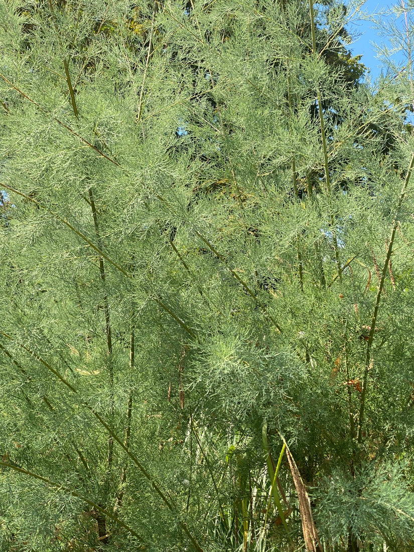 Franse tamarisk - Tamarix gallica detail