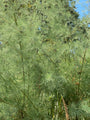 Franse tamarisk - Tamarix gallica detail