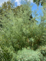 Franse tamarisk - Tamarix gallica