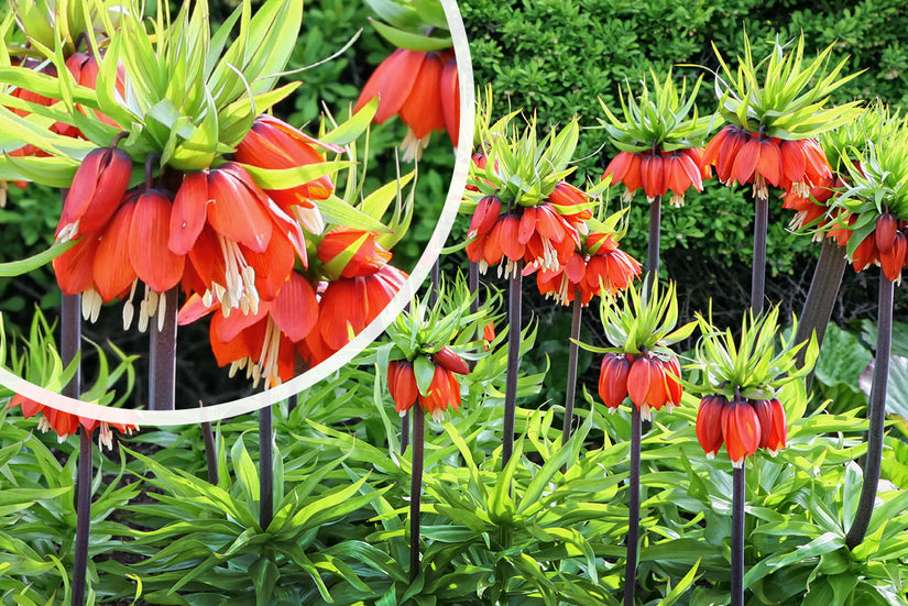 Keizerskroon - Fritillaria imperialis 'Rubra'