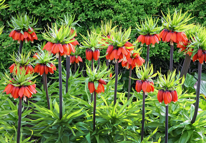 Keizerskroon - Fritillaria imperialis 'Rubra' in bloei