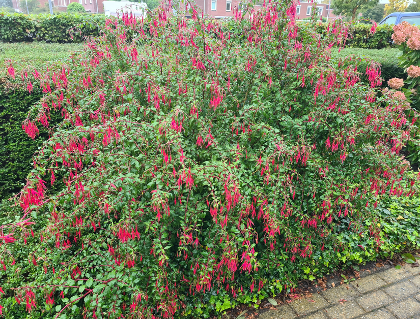 Vaste planten border bloeikleur rood