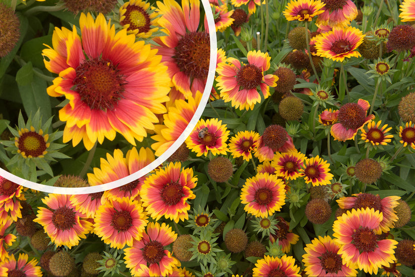 Bloei Kokardenbloem - Gaillardia 'Kobold'