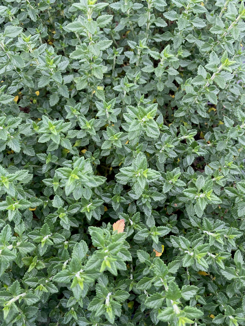 Gamander Teucrium lucidrys