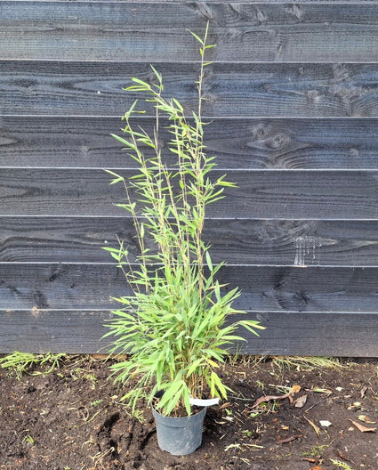 Groene haag - bamboe 'Gansu'