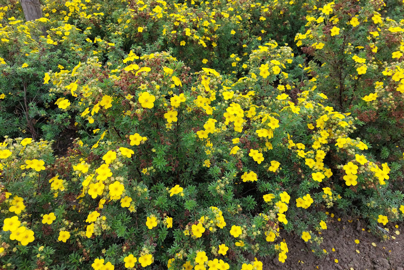 Ganzerik - Potentilla fragiformis