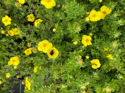 Ganzerik-Potentilla-fruticosa-Kobold.jpg