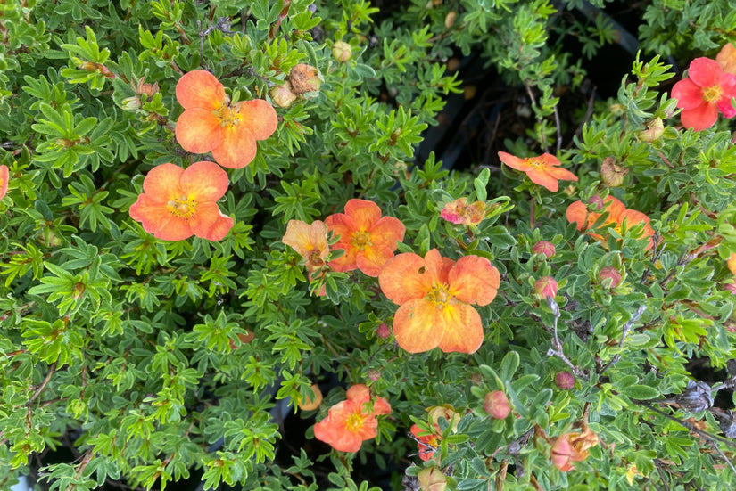 Ganzerik - Potentilla fruticosa 'Red Ace'