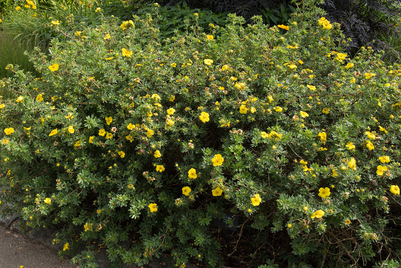 Heester Ganzerik - Potentilla fruticosa