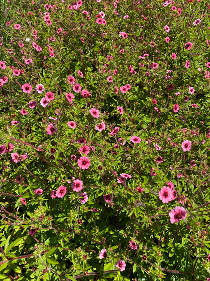 Ganzerik - Potentilla nepalensis