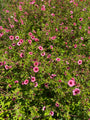 Ganzerik - Potentilla nepalensis