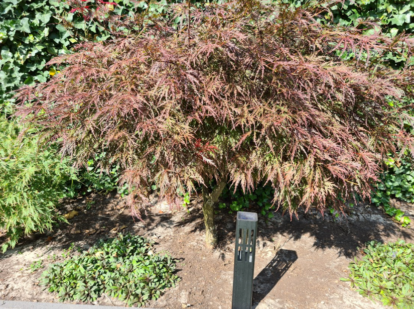 Japanse esdoorn acer pal. garnet tuinplant