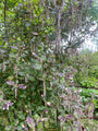 Garrya elliptica