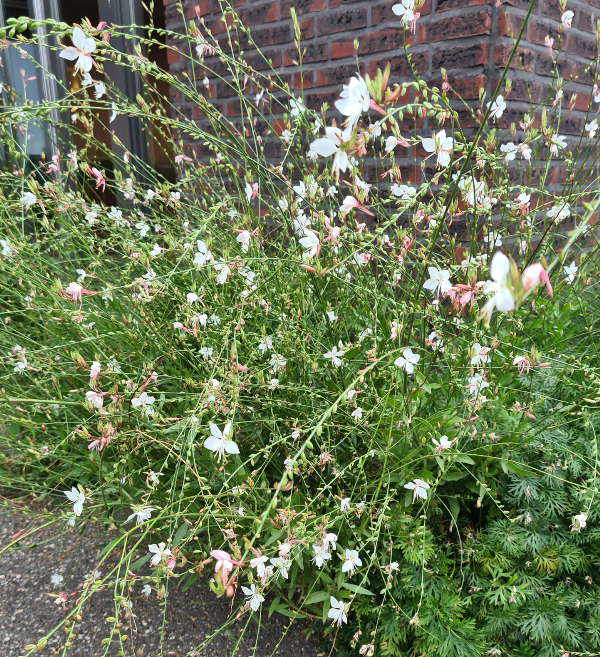 Wit bloeiende tuinplanten droge grond vaste plant border