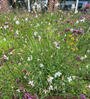 Wit bloeiende tuinplanten gaura prairieplanten borders