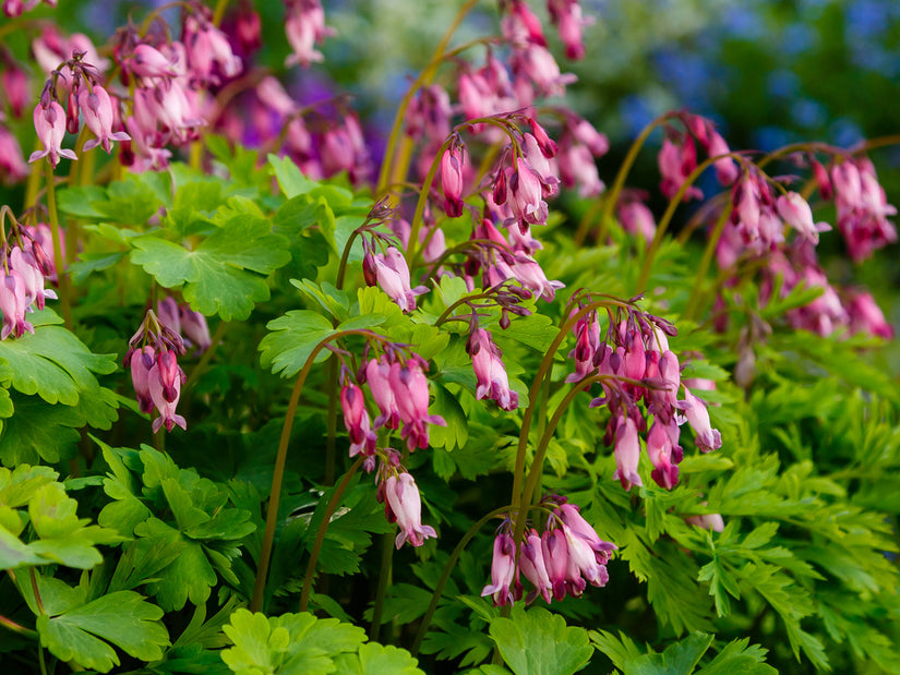 Gebroken hartje - Dicentra formosa