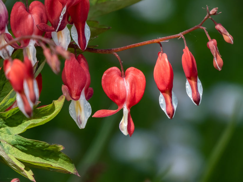 Gebroken hartje - Dicentra spectabilis 'Valentine'