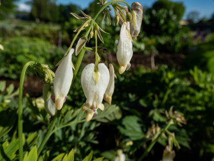 Gebroken hartjes - Dicentra formosa 'Aurora'