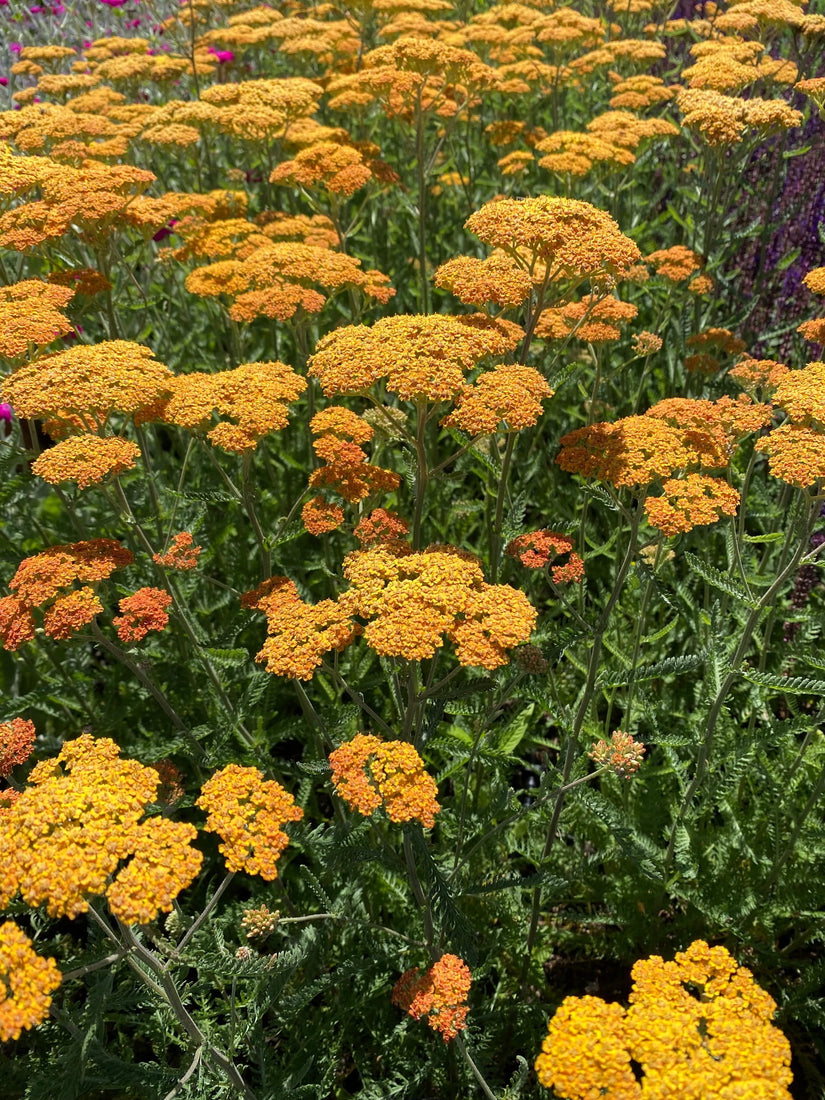 Geel duizendblad - Achillea filemdupila