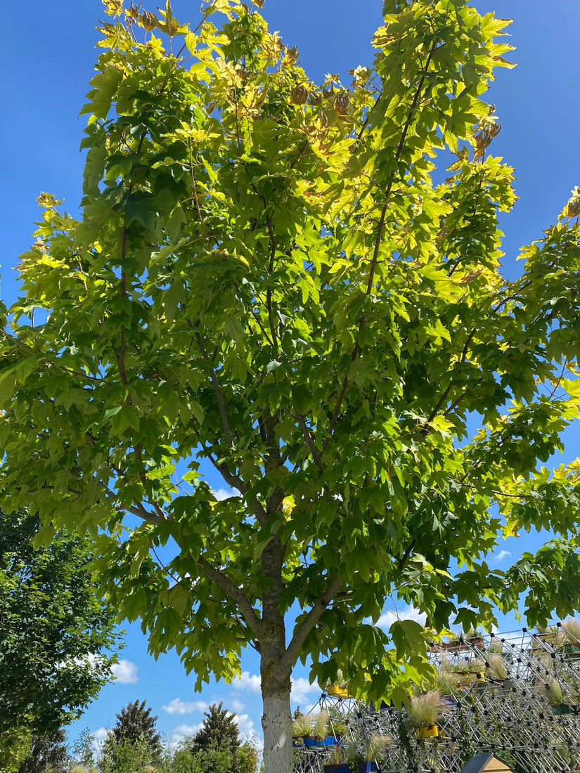 Geelbladige gewone esdoorn - Acer pseudoplatanus 'Worley'