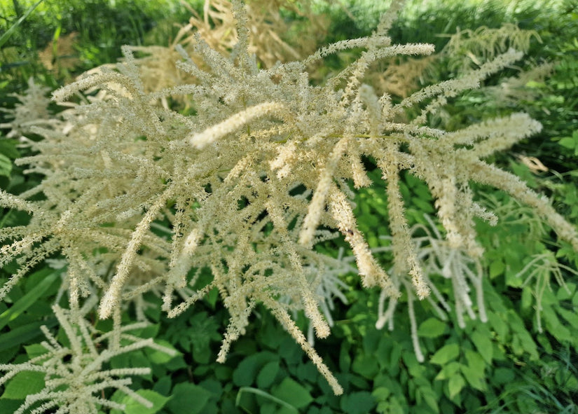 Geitenbaard - Aruncus ' De bilt'  close-up.jpg